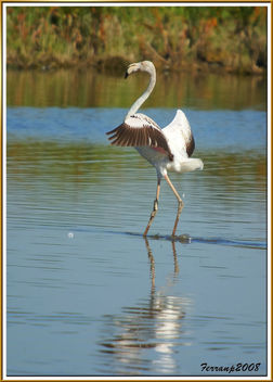 flamencs volant 13 - flamencos en vuelo - greaters flamingos in fligth - phoenicopterus ruber - Free image #278467